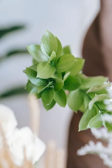 Green plant with thin stem and curved leaves with pointed edges on blurred background