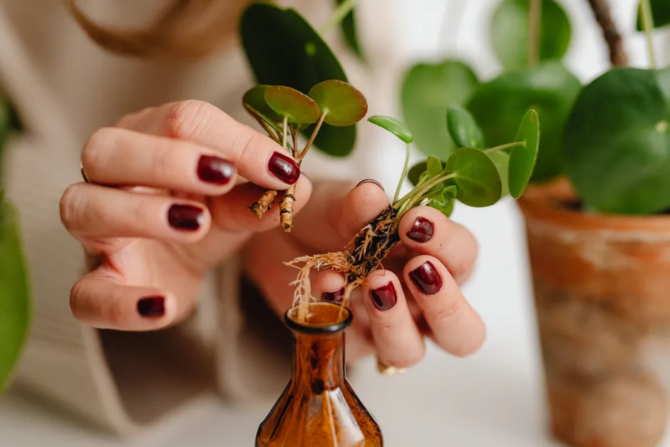 Hands placing a Pilea plant cutting with roots into a small glass bottle. Ideal for gardening and home decor themes.