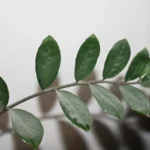 High angle of thin stem with green leaves of Zamioculcas plant growing in room