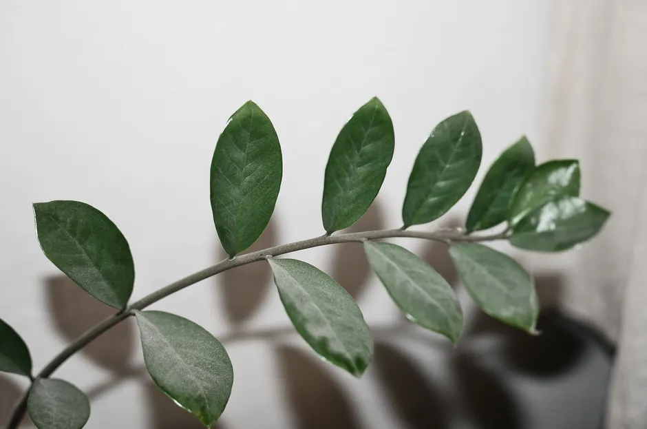 High angle of thin stem with green leaves of Zamioculcas plant growing in room