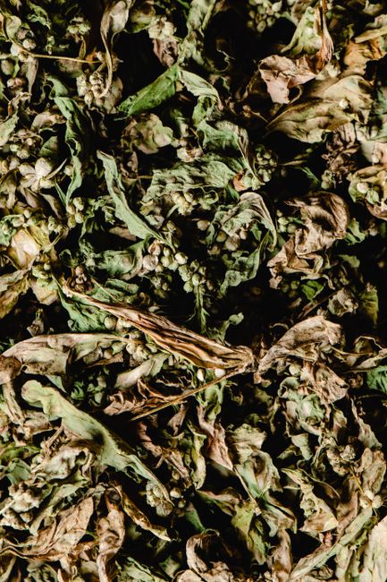 High-resolution image of dried spinach leaves and seeds, showing intricate textures and details.