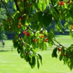 Planter un cerisier de novembre à mars : rarement des fruits avant 3 ans Lush cherry tree branches laden with ripe fruit in a sunlit field.