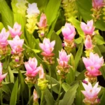 Lush garden filled with vibrant pink curcuma flowers blooming amidst green leaves, captured in daylight.