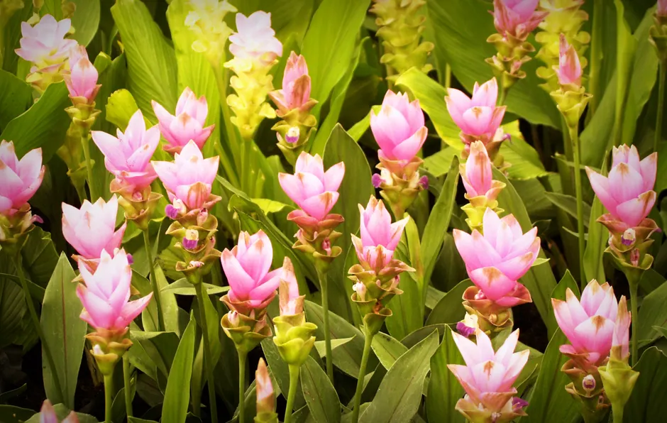 Lush garden filled with vibrant pink curcuma flowers blooming amidst green leaves, captured in daylight.