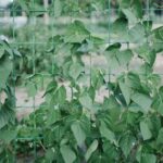 Lush green bean plants climb a sturdy garden trellis in an outdoor setting.