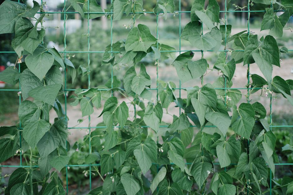 Lush green bean plants climb a sturdy garden trellis in an outdoor setting.