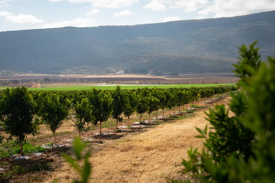 Lush green citrus orchard set against a scenic mountain backdrop on a sunny day.