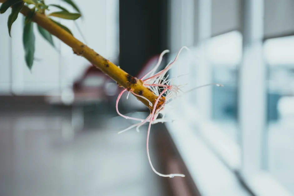 Macro shot of a plant stem with delicate roots against a blurred indoor background.