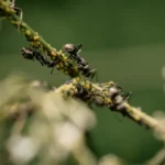 Puceron noir de la fève : surveiller les pousses au printemps Macro shot of black ants tending aphids on a green plant stem, nature interaction.