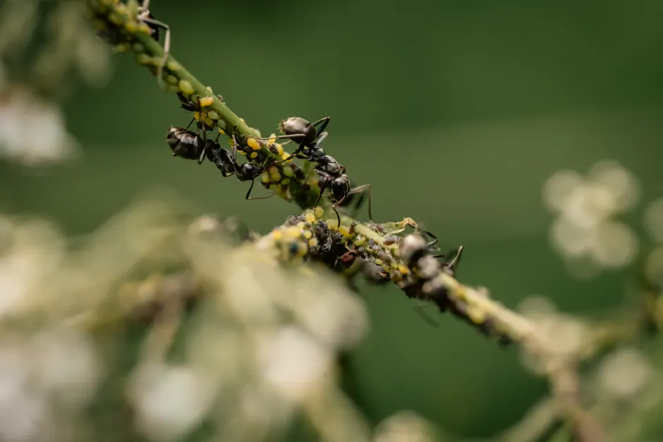 Macro shot of black ants tending aphids on a green plant stem, nature interaction.