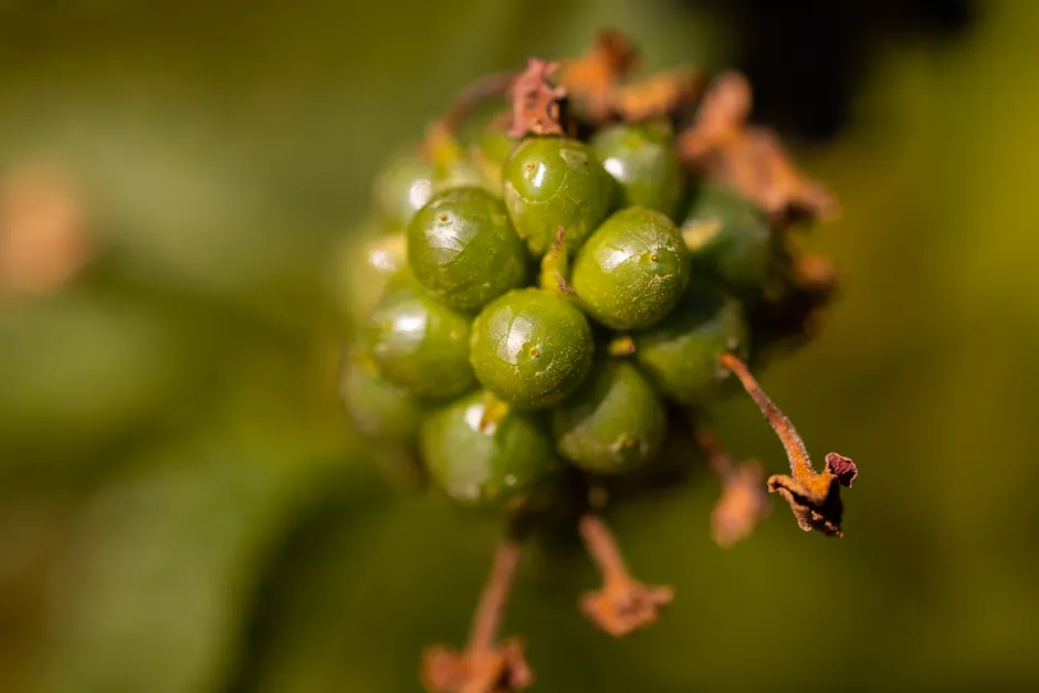 Macro shot of unripe green peppercorns on a plant cluster, highlighting freshness and natural texture.