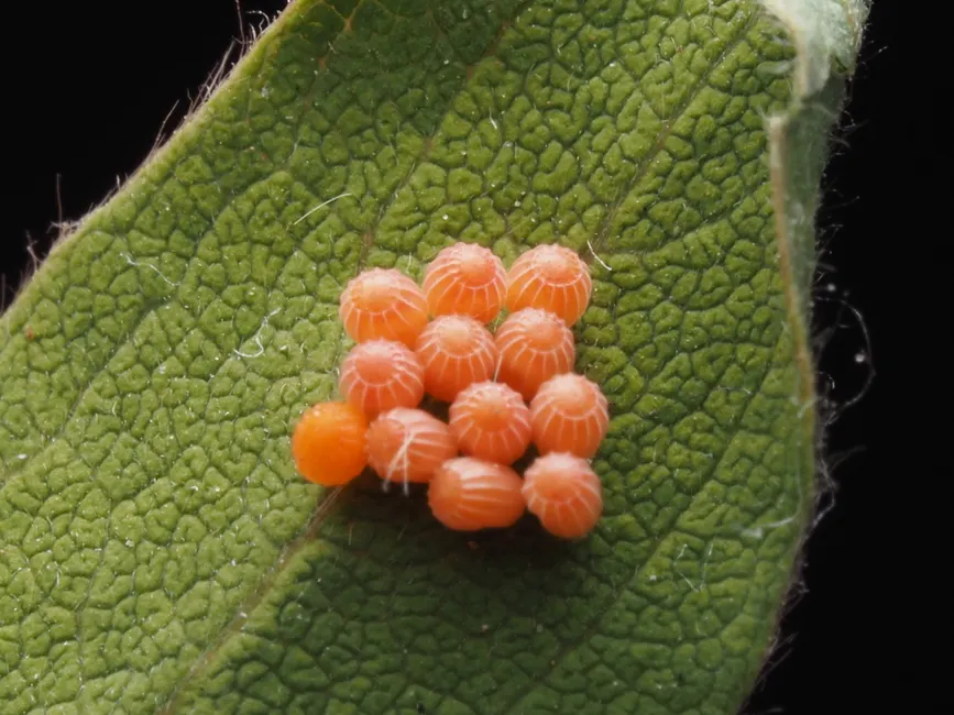 Macro shot showcasing vibrant orange insect eggs arranged on a textured green leaf surface.