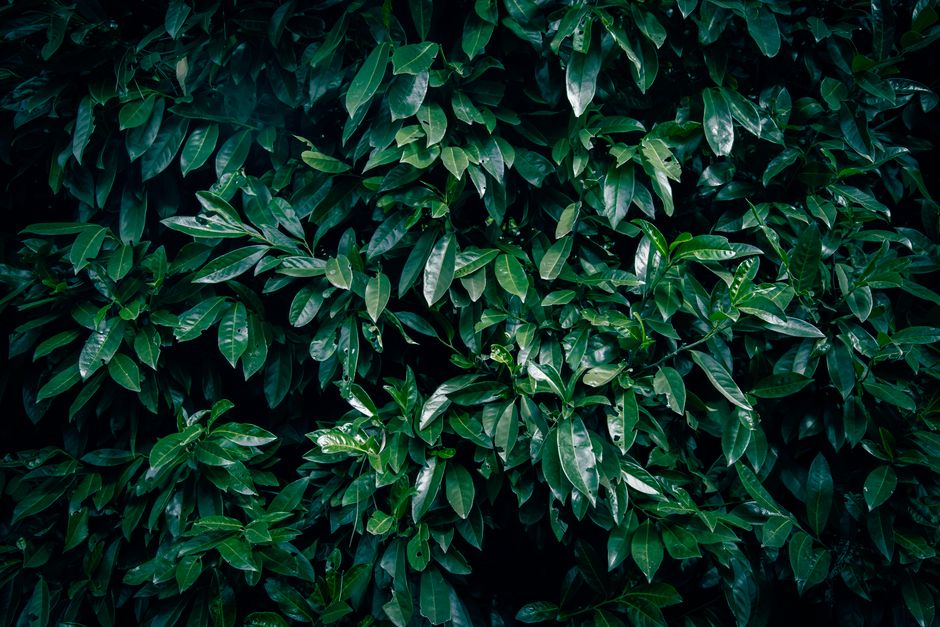 Moody dark green laurel leaves create a natural, lush background.