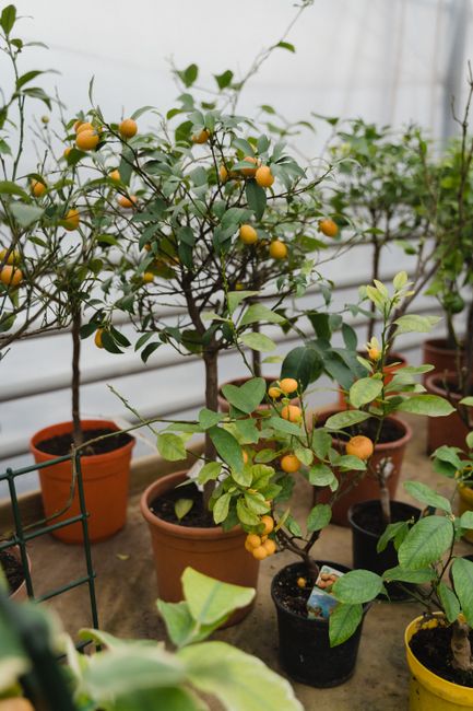 Multiple potted kumquat trees bearing fruits in a greenhouse environment.