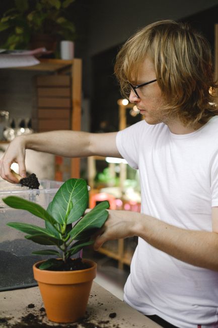 Person transplanting a potted plant indoors, adding soil with focus on indoor gardening. Ideal for horticulture themes.