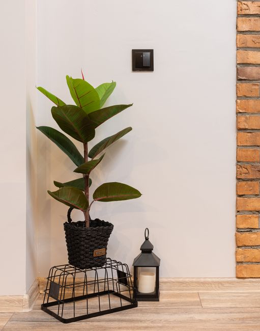 Potted ficus plant with green leaves placed on metal basket near lantern with candle on floor near wall in light apartment