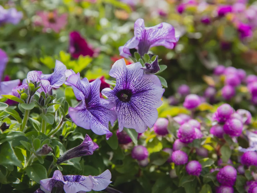 Purple petunia flowers with green leaves growing on flowerbed near lush globe gomphrena bushes on blurred background in sunny park