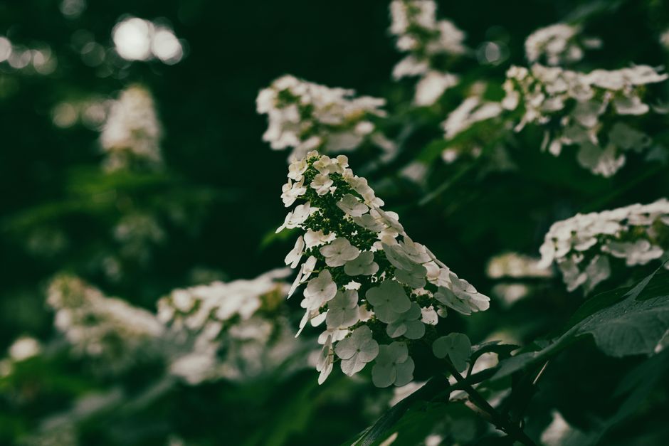 Serene close-up of white Oakleaf Hydrangea blossoms against lush green foliage.