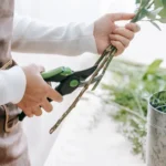 Bouturer la glycine fin août : 7 étapes et le piège des feuilles vertes Side view of crop anonymous woman cutting verdant fresh stems of flowers on blurred background