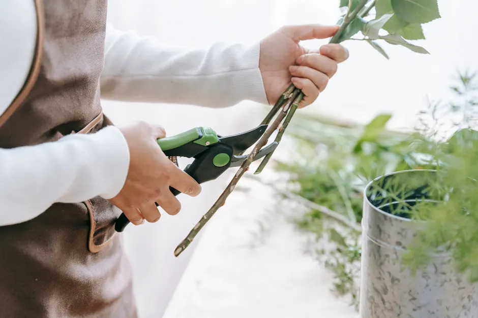 Side view of crop anonymous woman cutting verdant fresh stems of flowers on blurred background