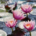 Nénuphar au bassin : planter au printemps, fleurir de mai à septembre Stunning pink water lilies blooming on a serene pond with lily pads.