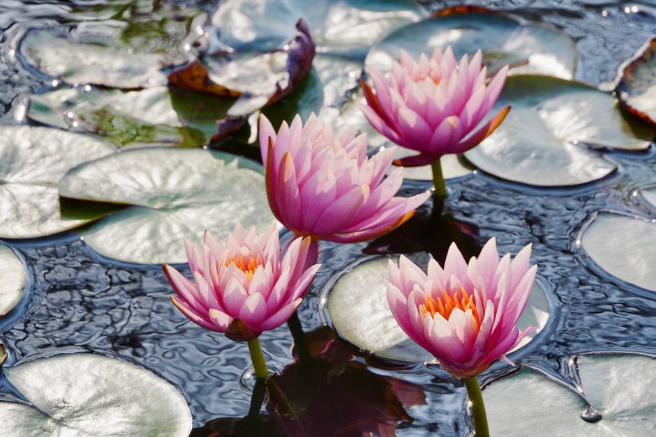 Stunning pink water lilies blooming on a serene pond with lily pads.