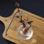 Multiplier la patate douce en 2026 : boutures et récolte, sans jouer avec le gel Sweet potato vine sprouting in water, placed on a wooden tray with a black background.