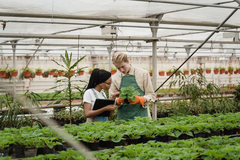 Two horticulturists inspecting plants inside a greenhouse, focusing on plant health.