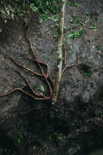 Vertical shot of exposed tree roots showing natural erosion on earthy surface.