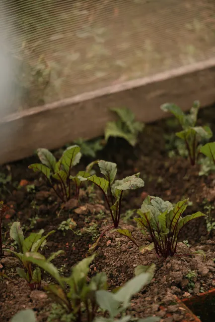 Vibrant beetroot plants growing in a greenhouse, showcasing early growth stages in lush soil.