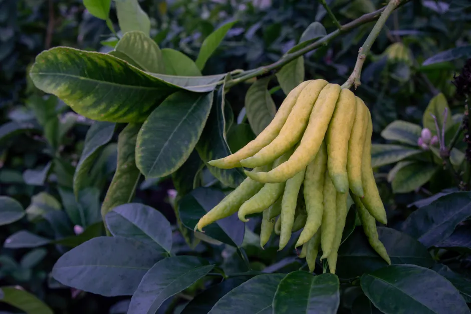 Vibrant Buddha's Hand citron fruit hanging from a leafy citrus tree branch.