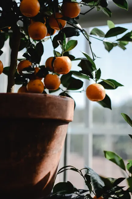 Vibrant citrus tree with ripe oranges in a clay pot by a window, bathed in sunlight.
