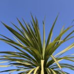 Cordyline : planter au printemps, hiverner selon l'espèce, gare au gel Vibrant Cordyline Australis leaves set against a clear blue sky in Pretoria, South Africa.