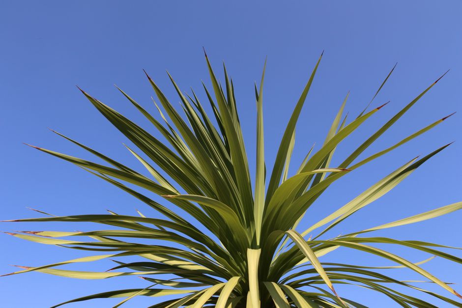 Vibrant Cordyline Australis leaves set against a clear blue sky in Pretoria, South Africa.