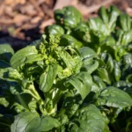Tétragone cornue : semis de mai, récolte d'été, mais prévoyez large Vibrant green spinach plant growing in an outdoor garden, showcasing healthy leaves.