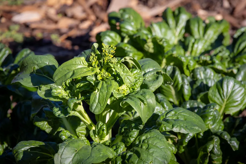 Vibrant green spinach plant growing in an outdoor garden, showcasing healthy leaves.