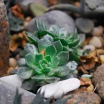 Rocaille de plantes grasses : 20 cm pour éviter la gadoue Vibrant green succulent plant nestled among rocky gravel in an outdoor garden.