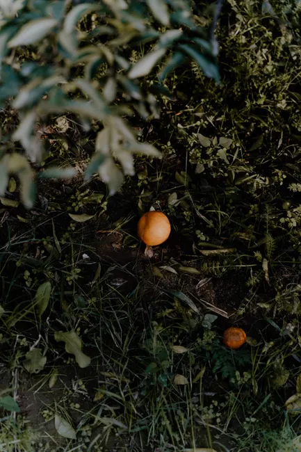 Vibrant oranges scattered on grass, partially shaded by leaves in a rural orchard.