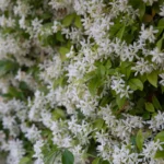 Vibrant star jasmine flowers in full bloom with green leaves, capturing spring essence.