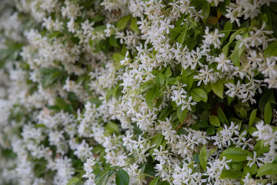 Vibrant star jasmine flowers in full bloom with green leaves, capturing spring essence.
