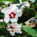 Hibiscus au jardin : 4 espèces, 4 saisons, le gel en embuscade Vibrant white hibiscus flowers with red centers blooming in Myślenice, Poland garden.