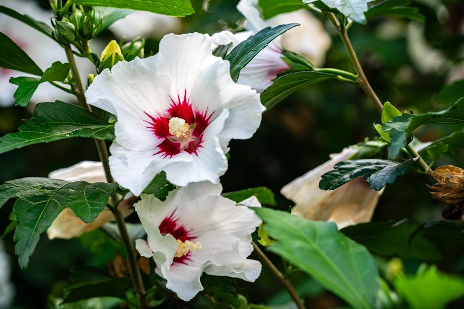 Vibrant white hibiscus flowers with red centers blooming in Myślenice, Poland garden.