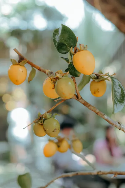Vibrant yellow and green fruits ripening on a tree branch outdoors.