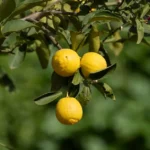 Feuilles de citronnier enroulées : 5 causes à trier Vibrant yellow lemons on a tree branch with lush green leaves, basking in sunlight.