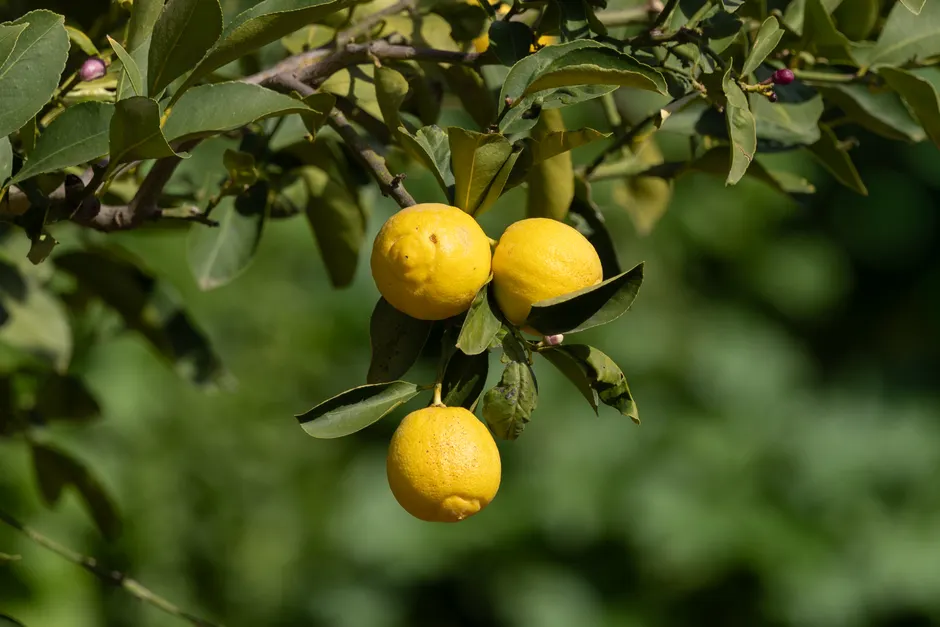 Vibrant yellow lemons on a tree branch with lush green leaves, basking in sunlight.