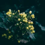 Vibrant yellow Oregon grape flowers in full bloom against dark green leaves, showcasing nature's beauty.