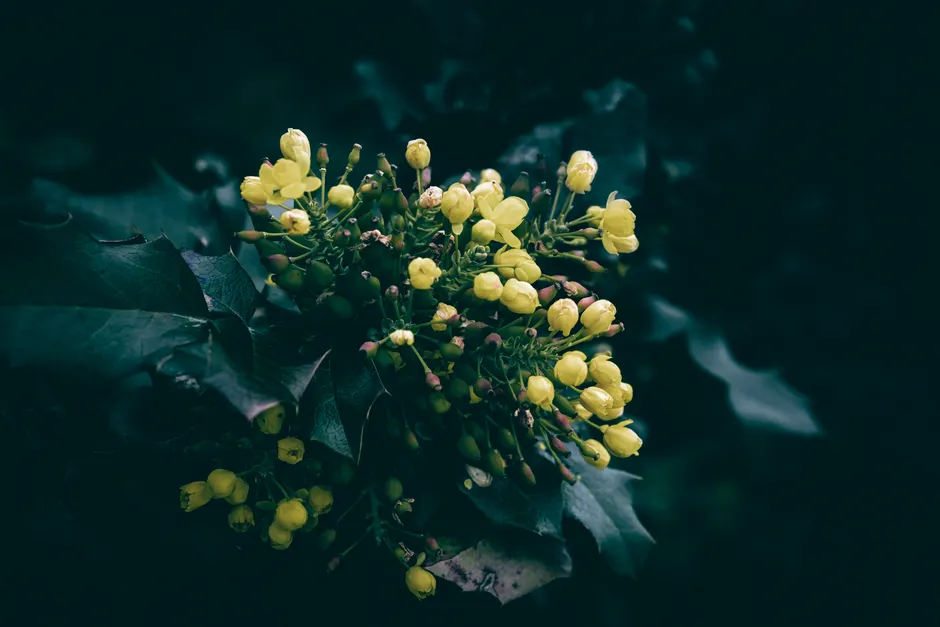 Vibrant yellow Oregon grape flowers in full bloom against dark green leaves, showcasing nature's beauty.
