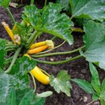 Vibrant yellow zucchini plant thriving in an outdoor garden in Germany.