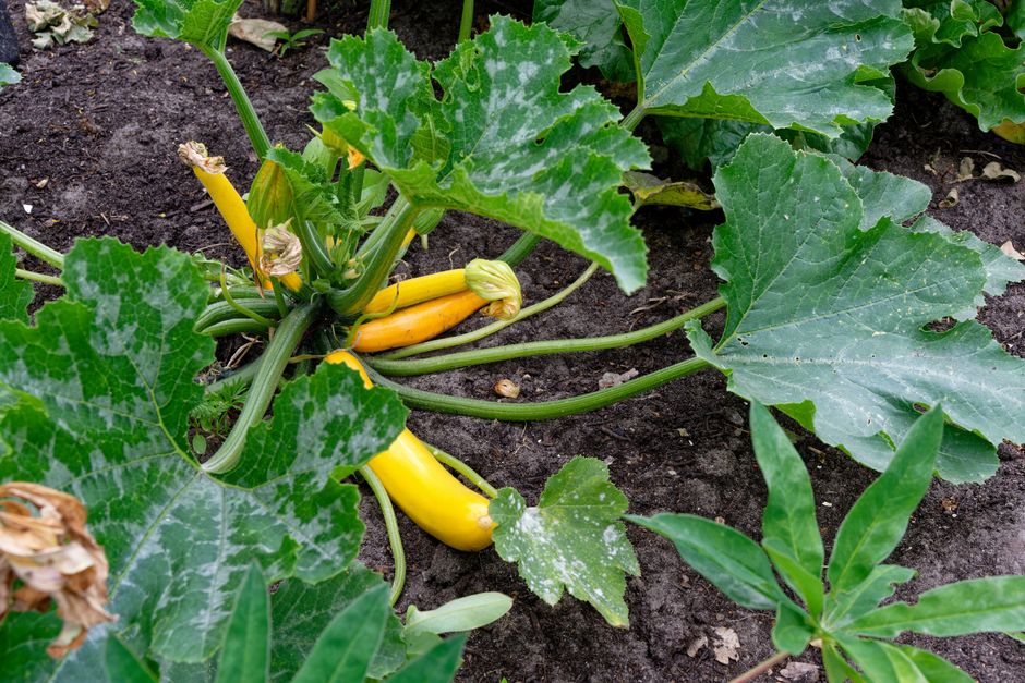 Vibrant yellow zucchini plant thriving in an outdoor garden in Germany.