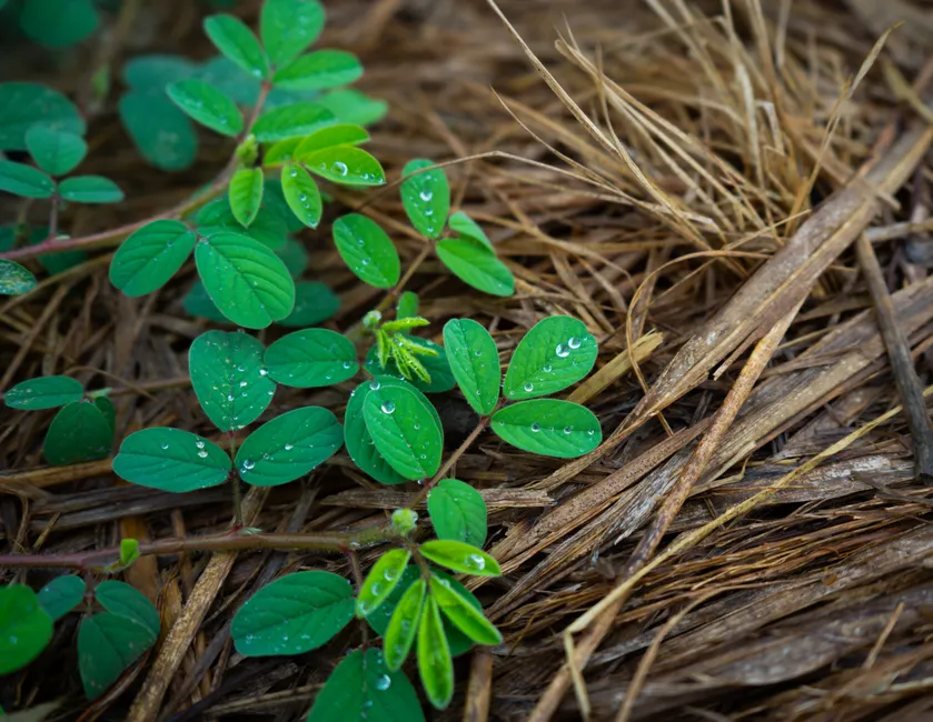 Vivid green leaves with water droplets on a bed of mulch, showcasing fresh, natural beauty.